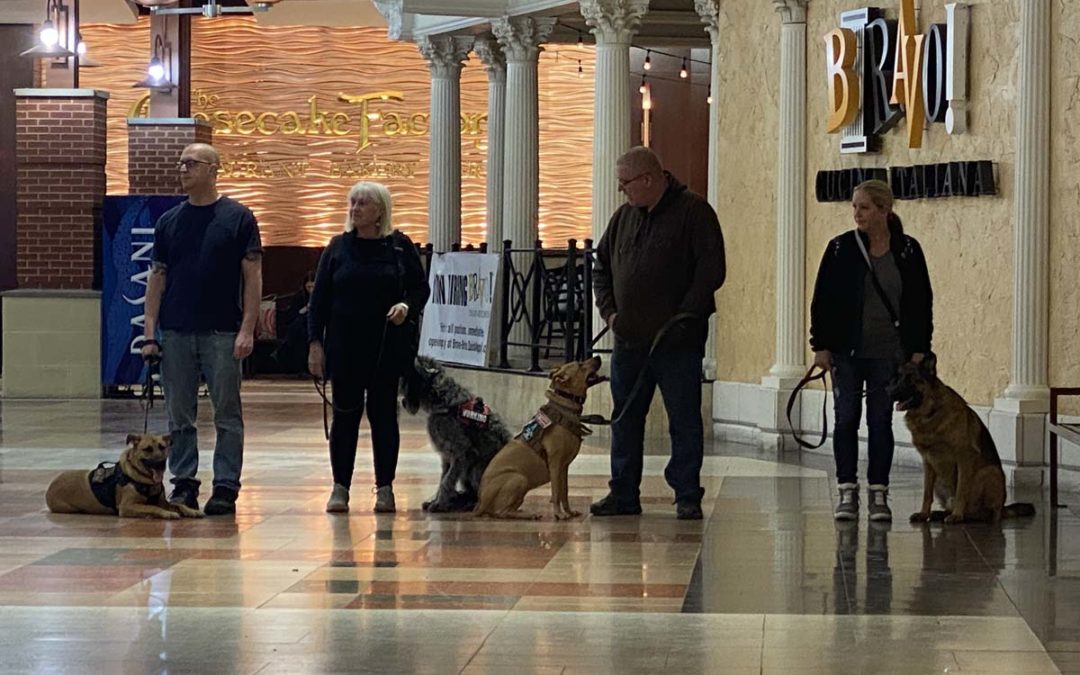 Dog training taking place with our Veterans