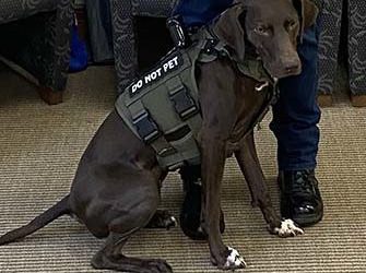 Meet another graduate of Pawsitive for Heroes