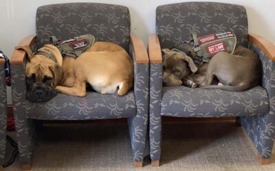 Pawsitive For Heroes Photos