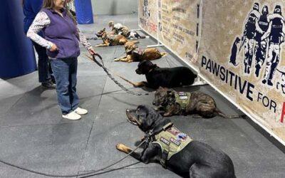 Training inside our Pawsitive for Heroes Training Center