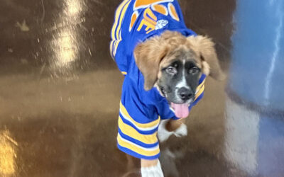 Meet Blue, the new Sabres dog 2023-2024