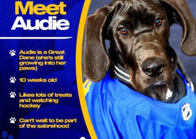 Visually appealing Blue and Yellow Meet Audie Graphic that describes Audie the dog