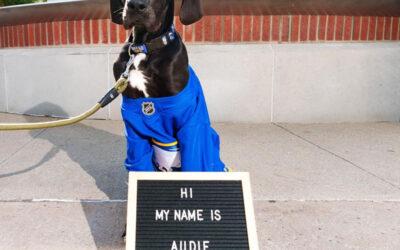 Meet Audi, the new Buffalo Sabres dog 2024-25’ Season. 