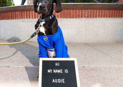 Dog wearing a blue and yellow jersey named audie