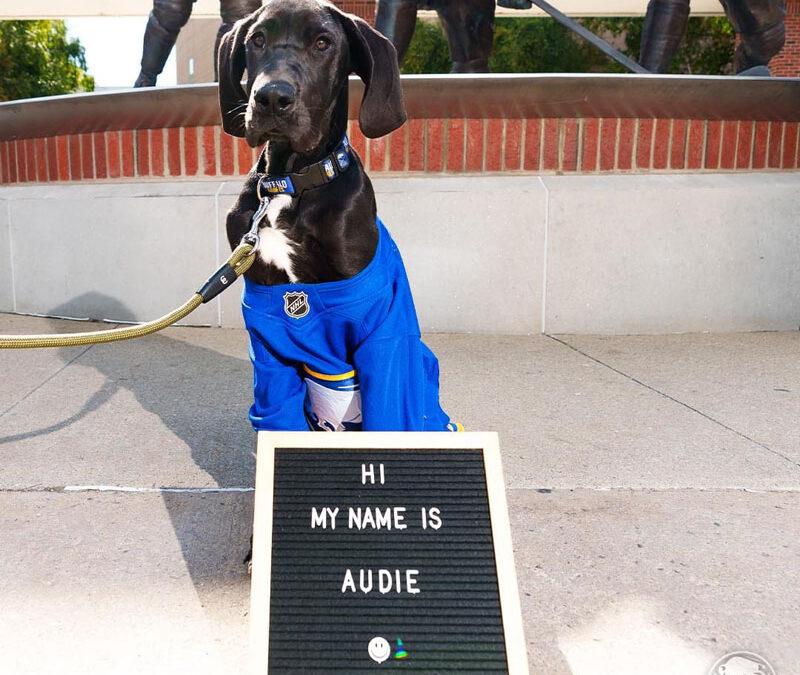Meet Audi, the new Buffalo Sabres dog 2024-25’ Season.
