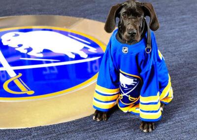 A dog in a Sabres Jersey