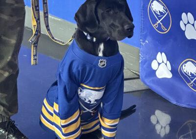 Dog wearing a blue and gold jersey looking out