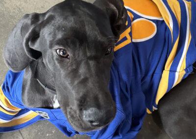 A dog laying down wearing a blue and yellow jersey