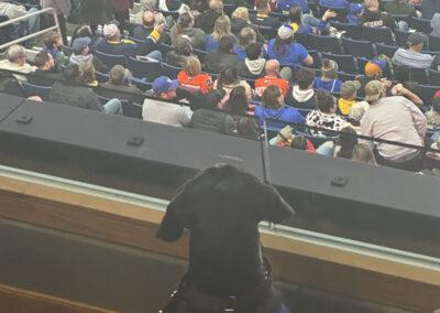 Dog sitting in the stands looking above a crowd