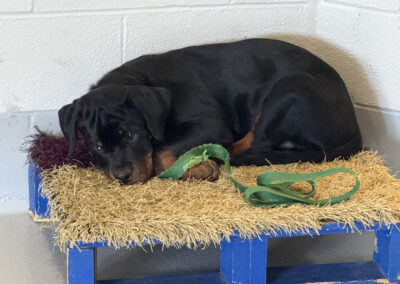 Black-and-tan Rottweiler rests his head on his paw on a straw-covered blue platform, green leash draped beside him, against a white brick wall.