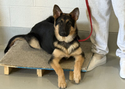 Young black-and-tan German Shepherd lies calmly on a carpeted raised platform, looking forward while a trainer in gray sweatpants holds a red leash.