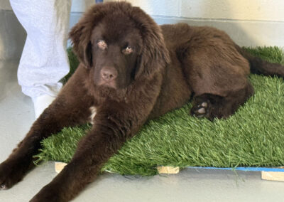 Fluffy brown Newfoundland puppy Mac lies relaxed on an artificial green turf platform, looking up with soft eyes while a trainer’s legs are visible nearby.