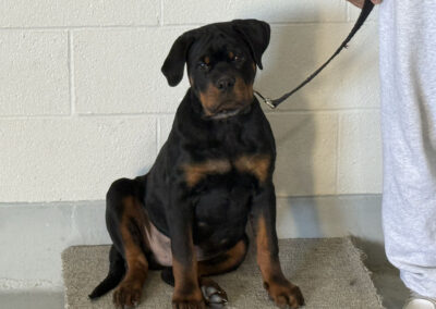 A black-and-tan Rottweiler sits calmly on a beige mat against a white brick wall, looking straight at the camera while a trainer in gray sweatpants holds the black leash.