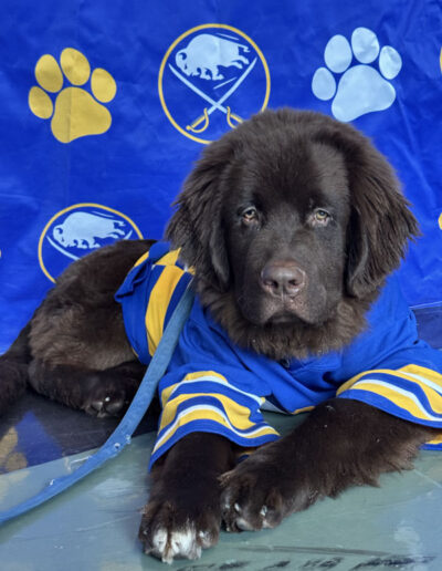 Mac the dog close up in front of a sabres banner alternating with a blue or gold paw print