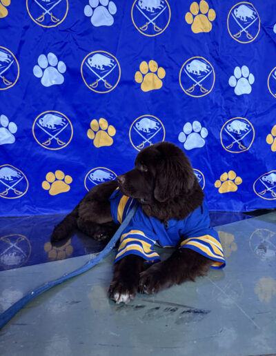 Mac laying down behind a sabres banner with the blue and gold Sabres logo alternating with a paw print in white and gold