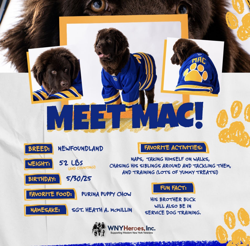A promotional graphic introducing Mac, a young brown Newfoundland puppy who will become a service dog for veterans. Mac wears a blue and gold hockey-style jersey. The graphic includes multiple photos of the puppy and the following text in bold blue and gold: "Meet Mac!" Breed: Newfoundland, Weight: 52 lbs (and counting), Birthday: 5/30/25, Favorite food: Purina Puppy Chow, Namesake: Sgt. Heath A. McIllin. Favorite activities: naps, taking himself on walks, chasing his siblings around and tackling them, and training (lots of yummy treats!). Fun fact: His brother Buck will also be in service dog training. At the bottom is the WNYHeroes, Inc. logo and tagline "Supporting Western New York Veterans." The design features yellow paw prints and a blue-and-gold color scheme.