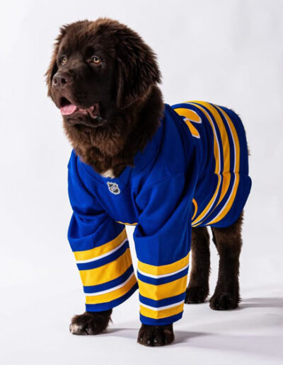 Mac, a fluffy brown Newfoundland puppy, stands in a blue-and-gold Buffalo Sabres jersey with his tongue hanging out happily.