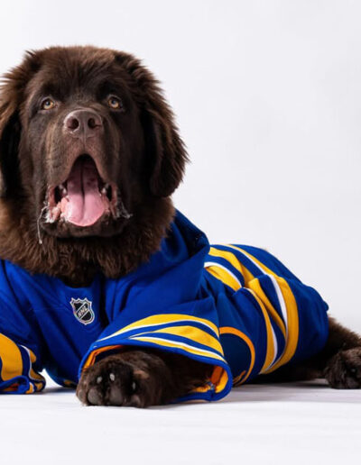 Mac the brown Newfoundland puppy lies on a white background with his tongue out, wearing a blue-and-gold Buffalo Sabres jersey.