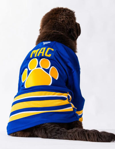 Back view of Mac the Newfoundland puppy wearing a blue Buffalo Sabres jersey with his name “MAC” and a large yellow paw print.