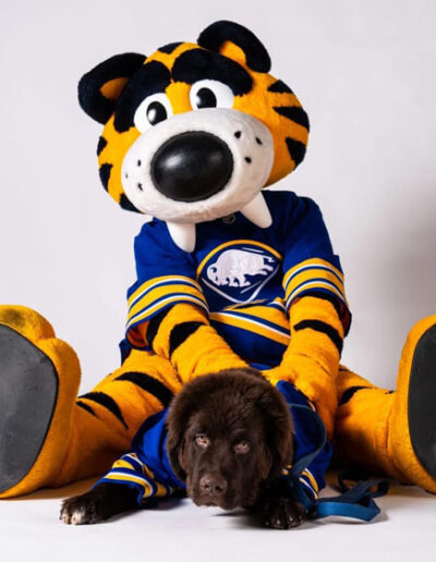 Mac, a brown Newfoundland puppy in a blue-and-gold Sabres jersey, sits between the legs of Sabretooth, the Buffalo Sabres tiger mascot, who is also wearing a Sabres jersey.