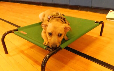 Lakeview Shock Camp 2026