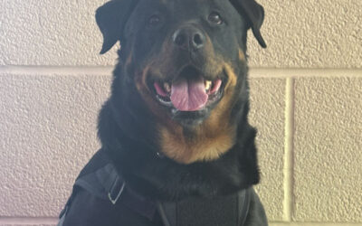 American Working Dog Certifications 2026