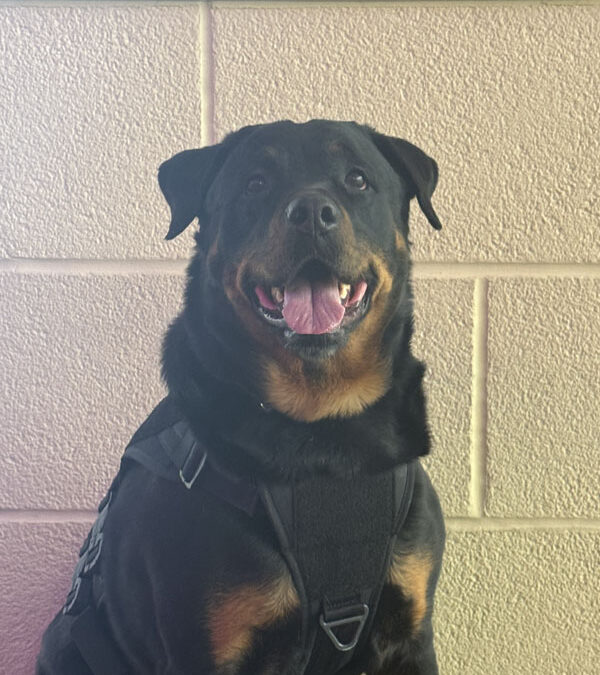 American Working Dog Certifications 2026